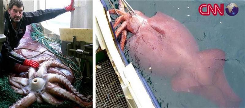 Huge squid caught, could be biggest ever
If calamari rings were made, expert says, they'
