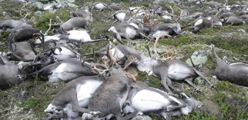 Norvegia, 322 renne uccise da un solo fulmine
Oltre 300 renne sono state uccise nel centro della Norvegia da un fulmine: