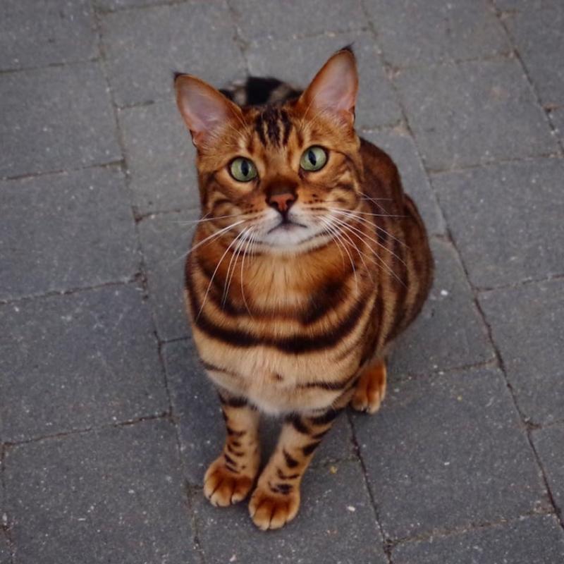 Tiger Cat from bengala
Thor is a Bengal cat, but what sets him apart from other Bengals is how amazing his fur is.