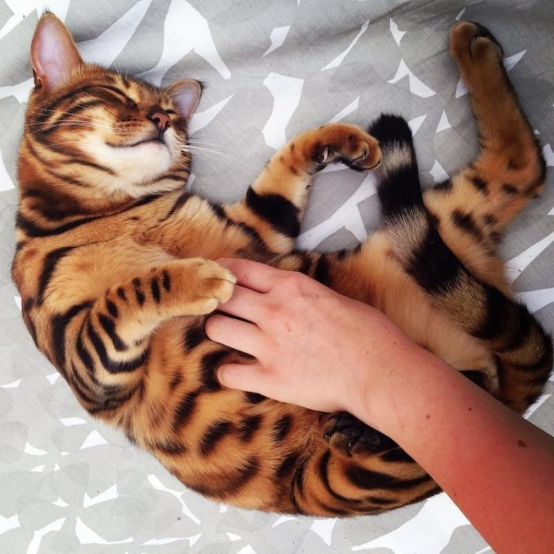 Tiger Cat from bengala
Thor is a Bengal cat, but what sets him apart from other Bengals is how amazing his fur is.